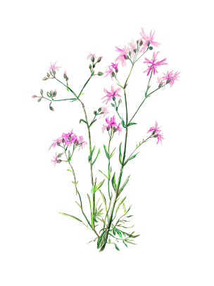 Горицвет кукушкин